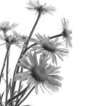 Zomervesper